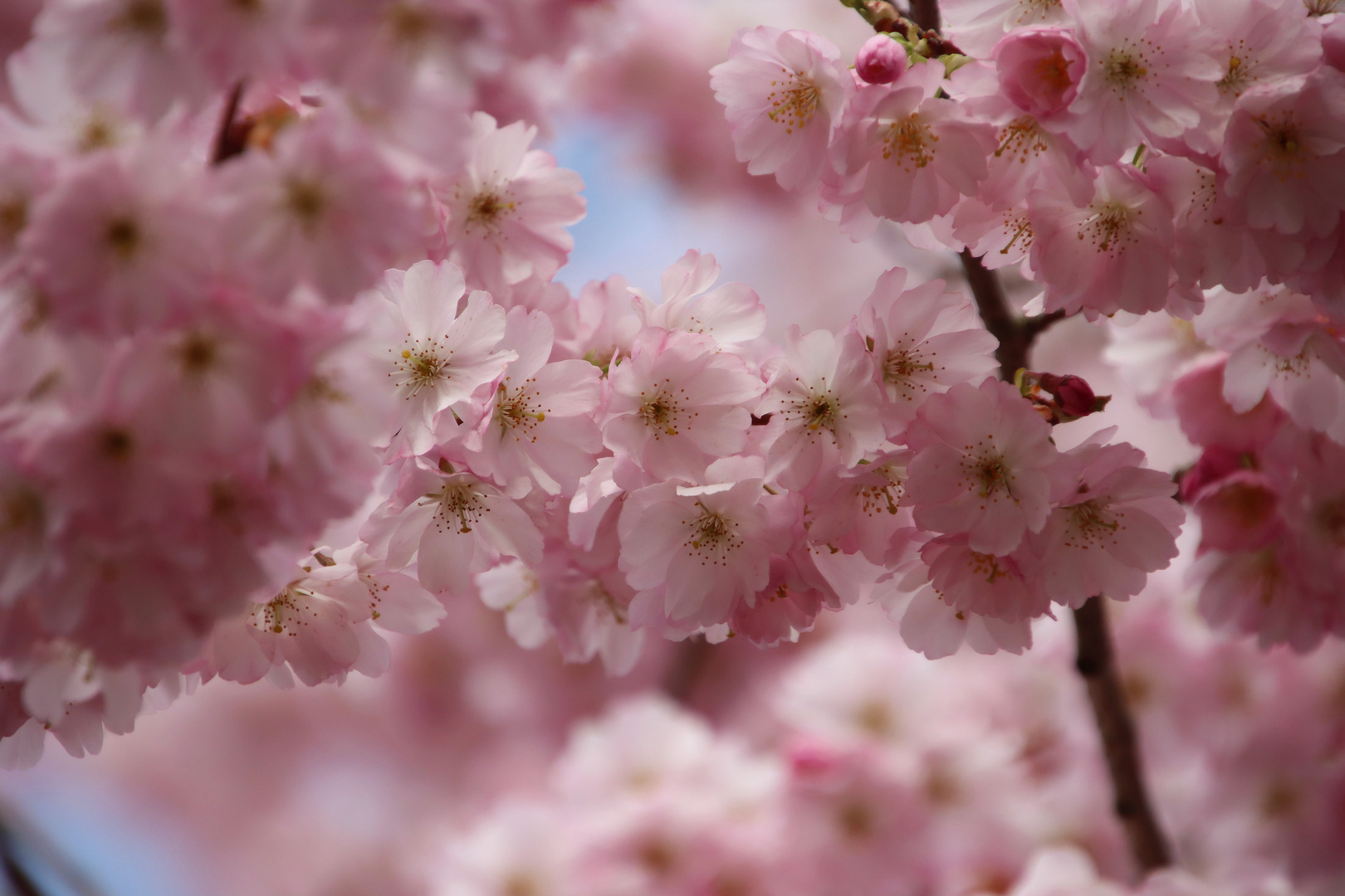 Kirschblüten