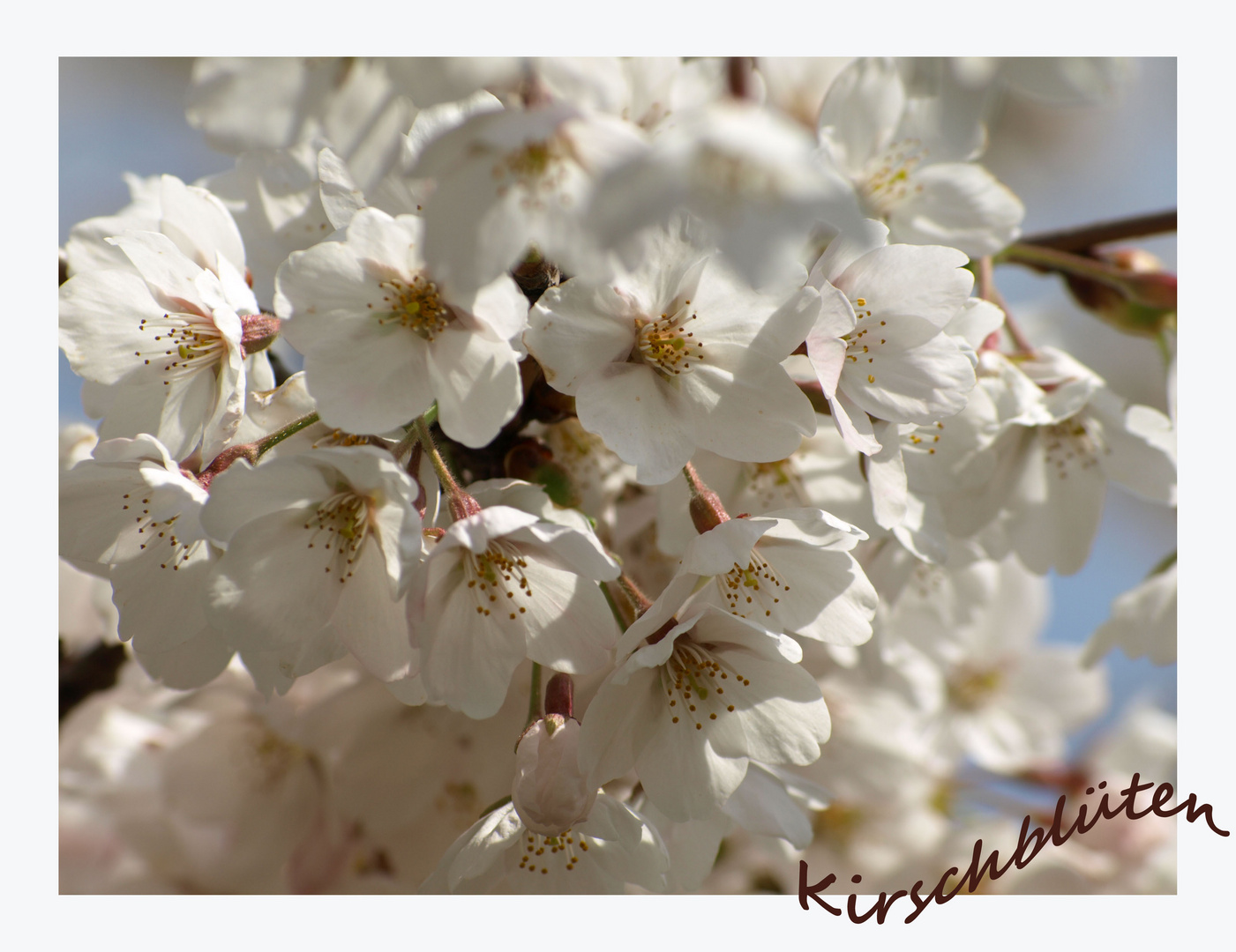 *KIRSCHBLÜTEN*