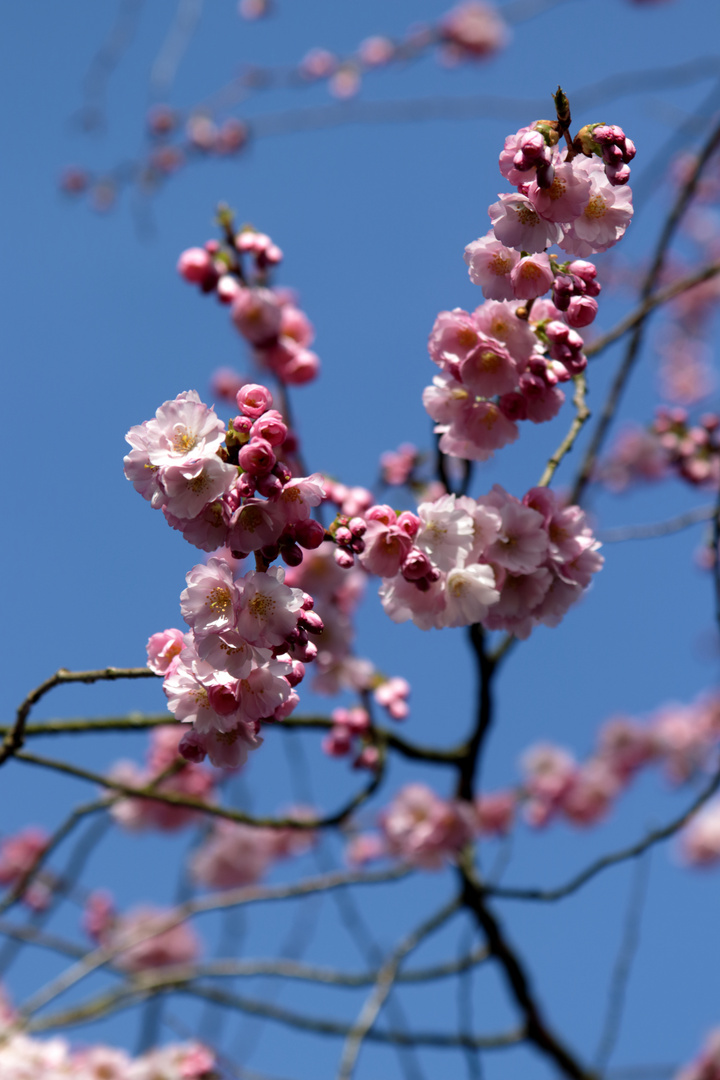 Kirschblüten