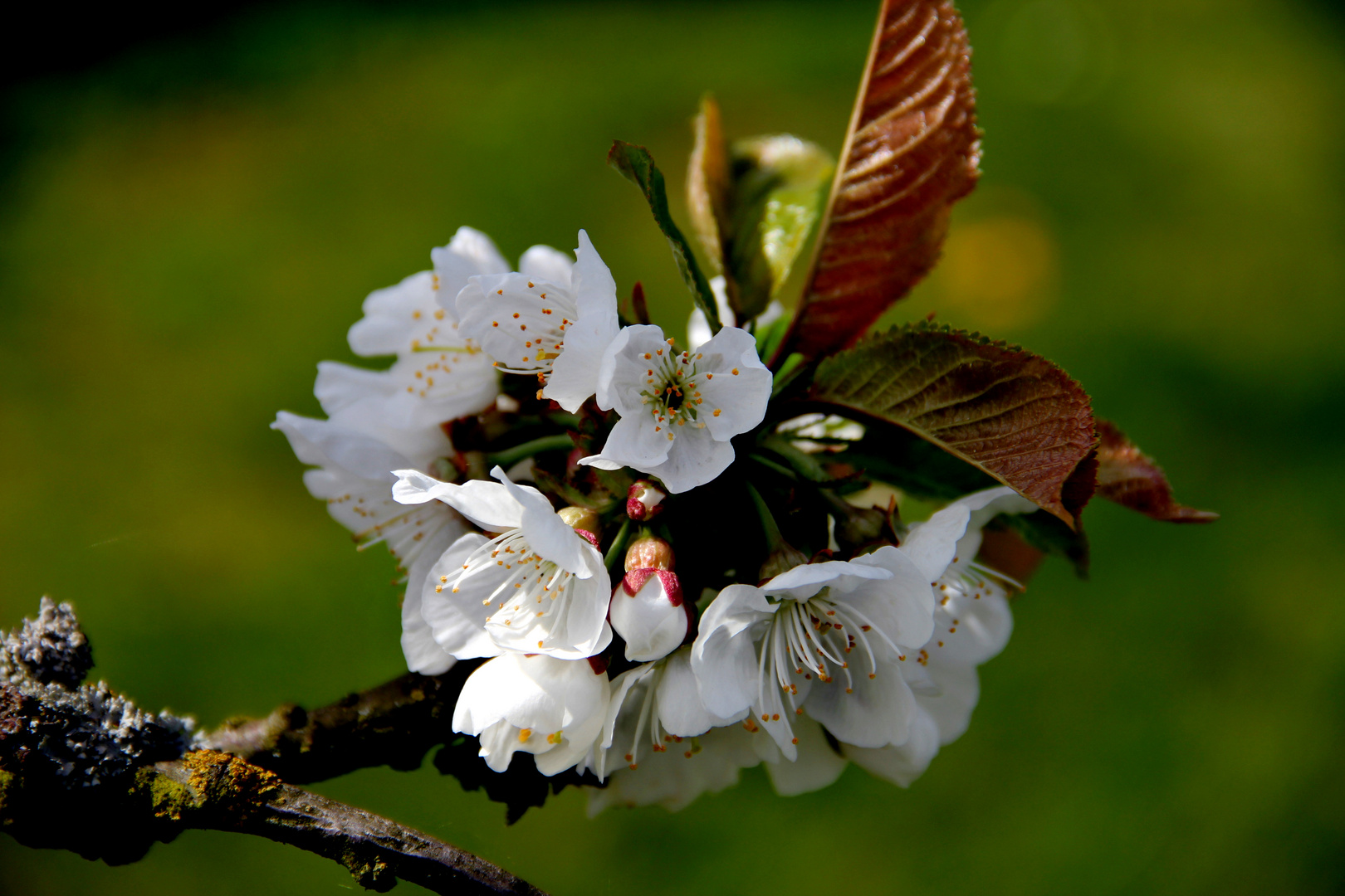 Kirschblüten