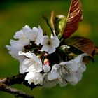 Kirschblüten