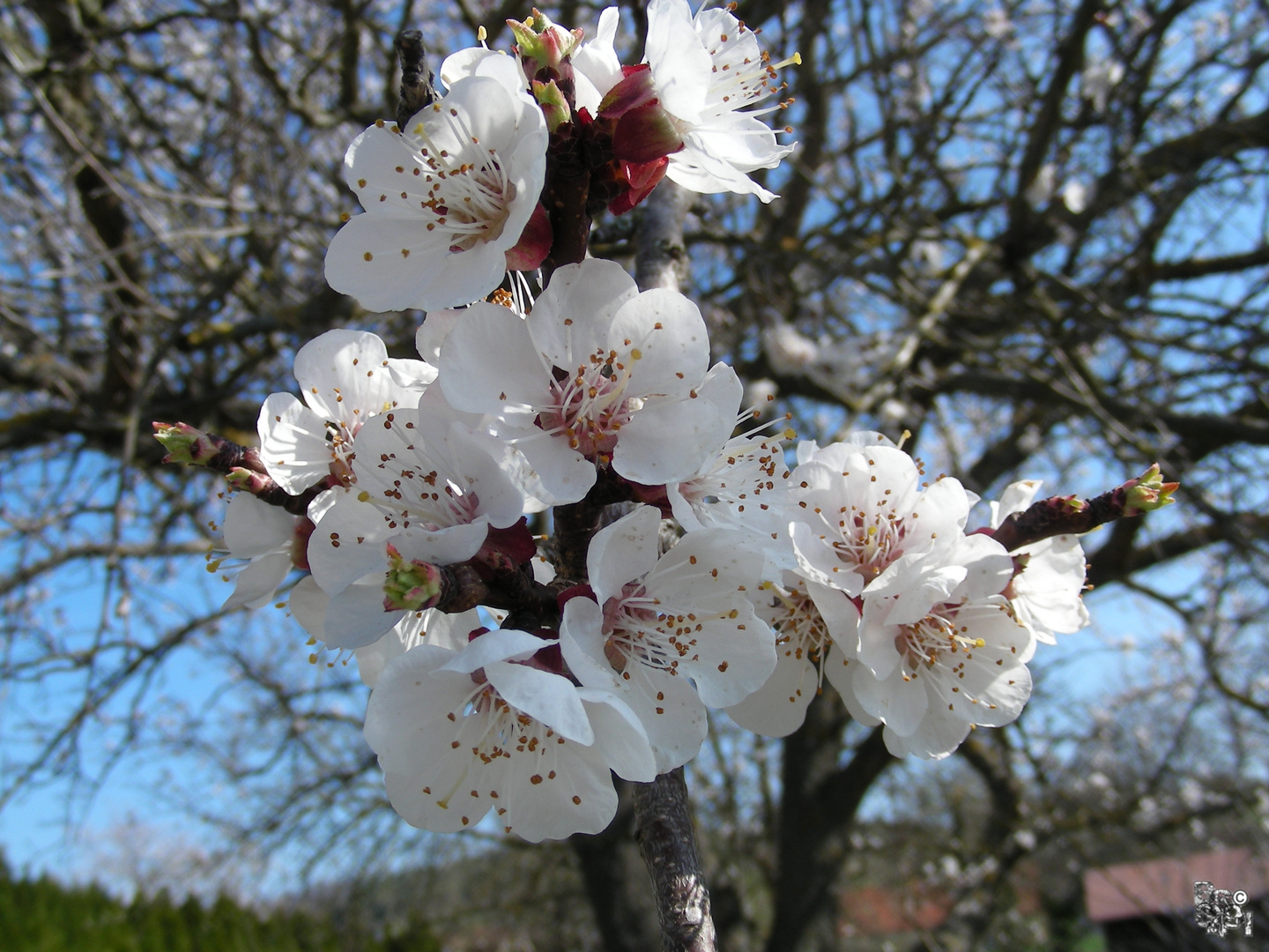 Kirschblüten