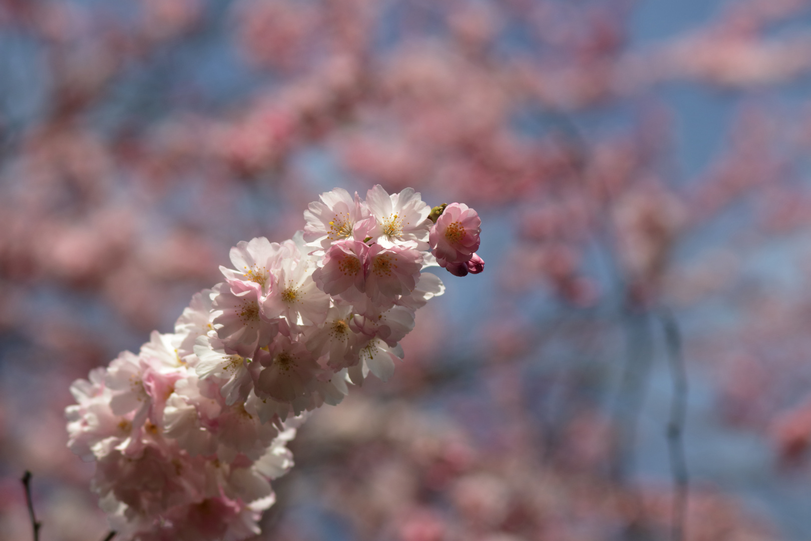 Kirschblüten