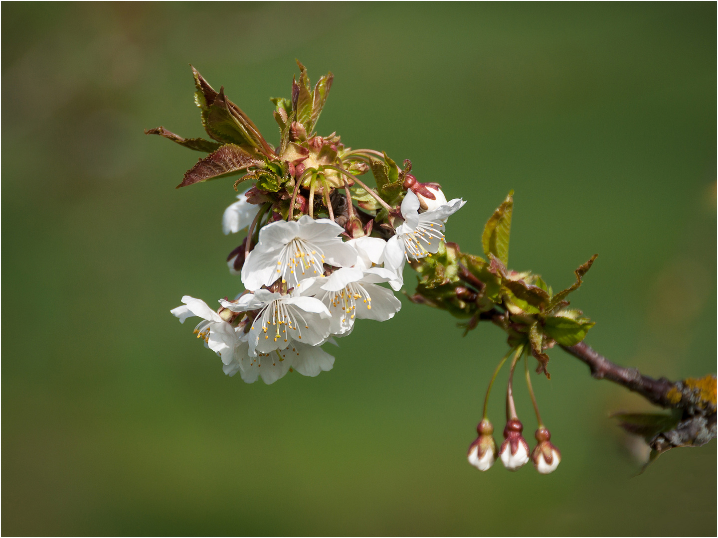 Kirschblüten