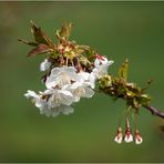 Kirschblüten