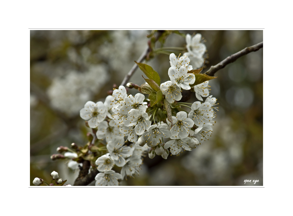 Kirschblüten