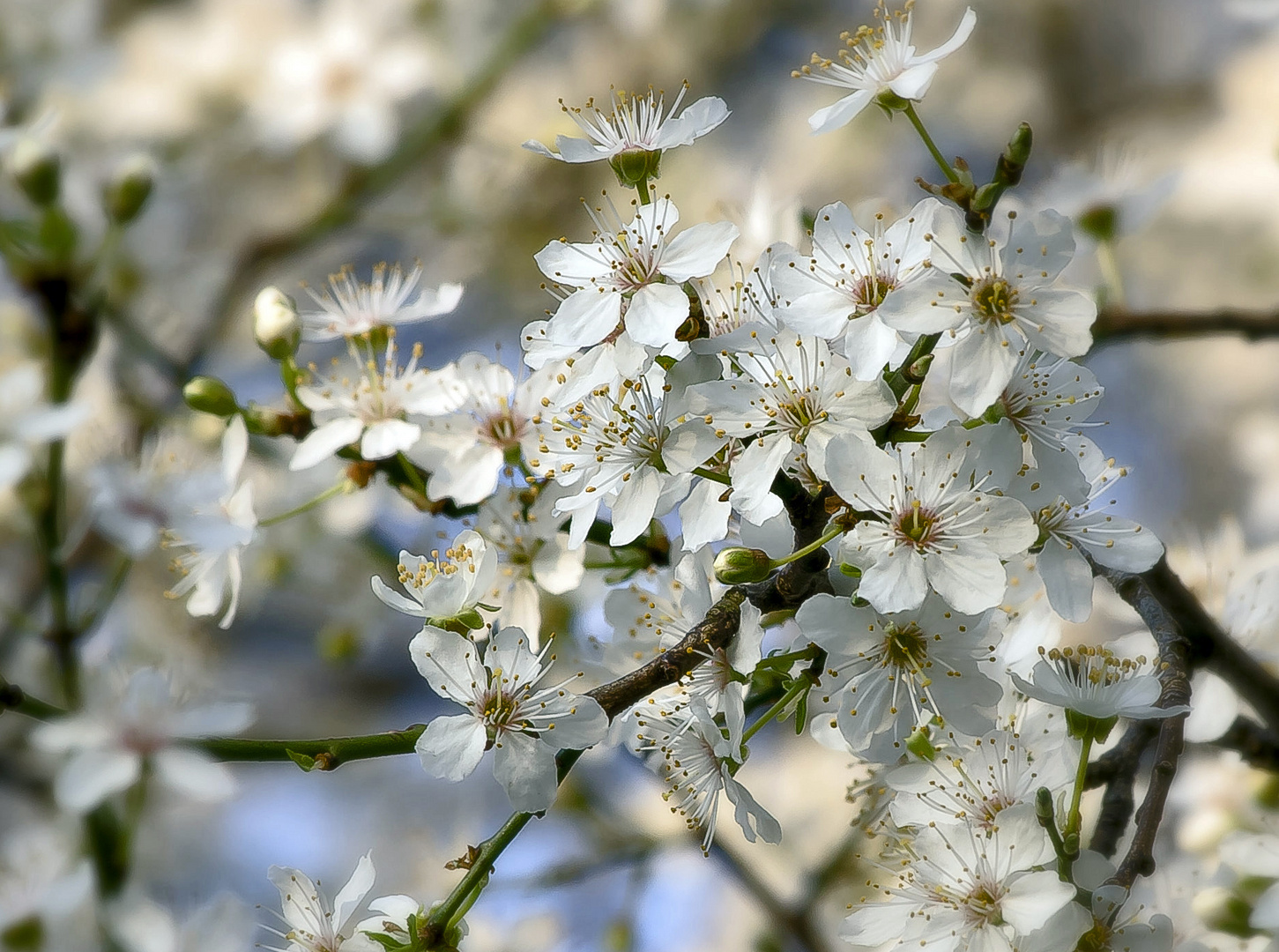 Kirschblüten....