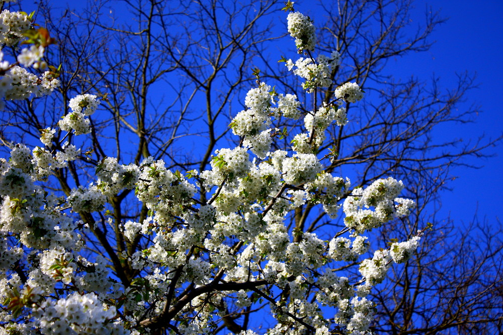 Kirschblüten