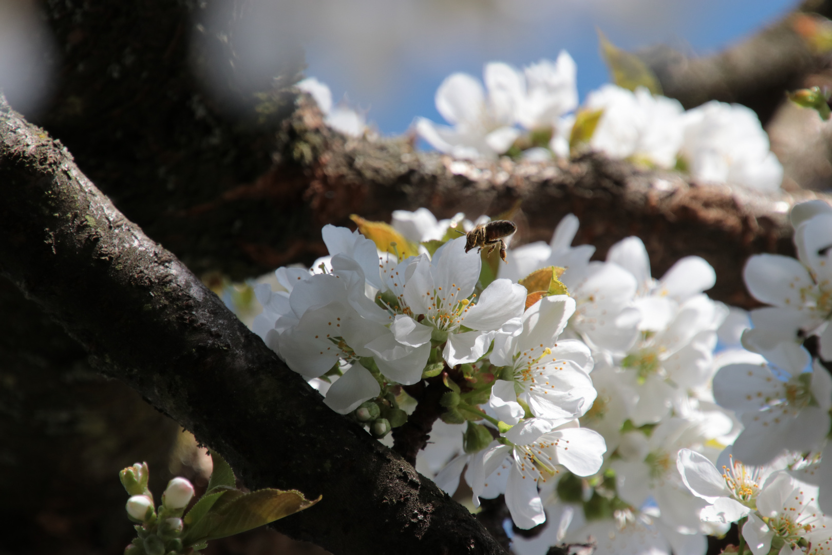 Kirschblüten