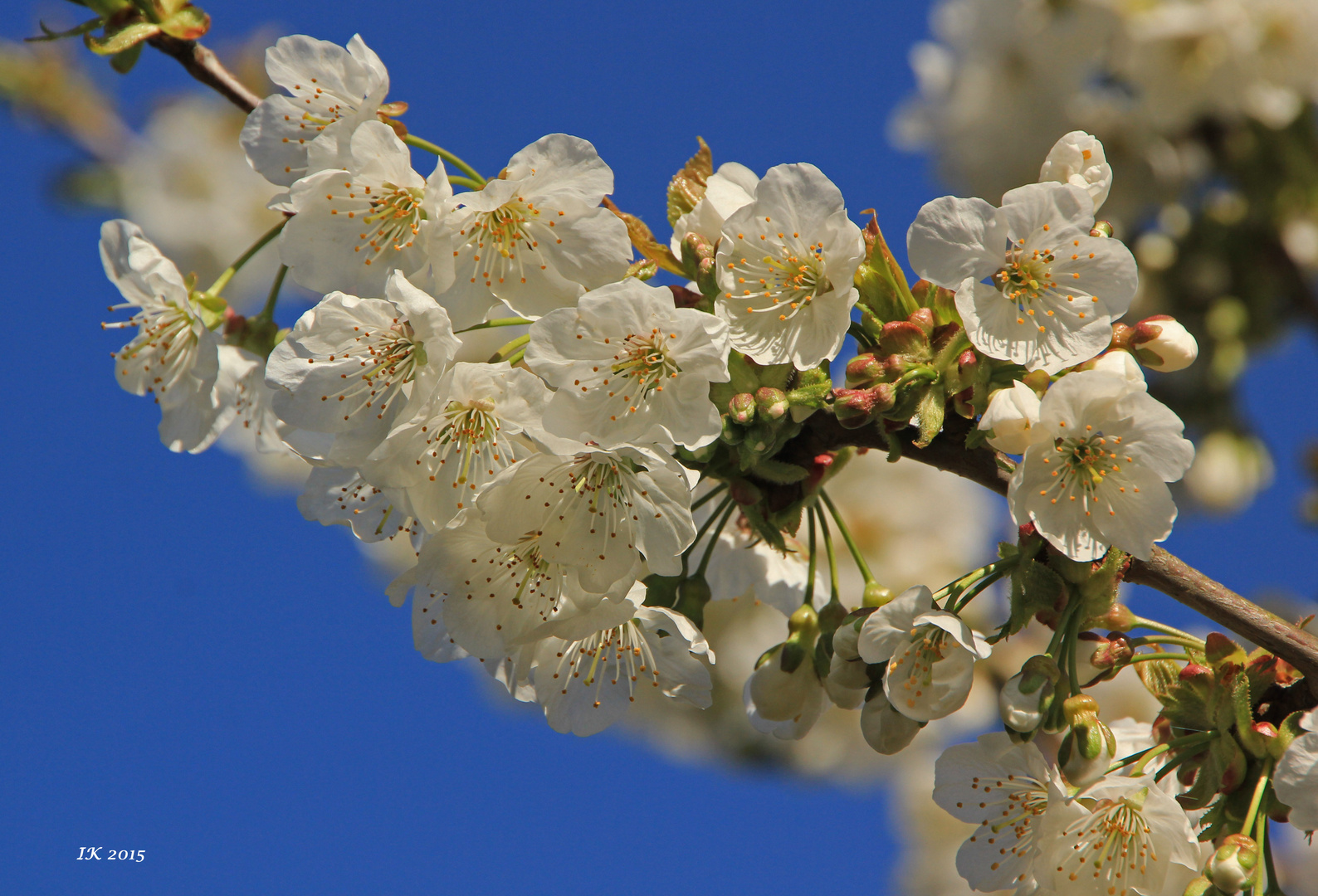 Kirschblüten