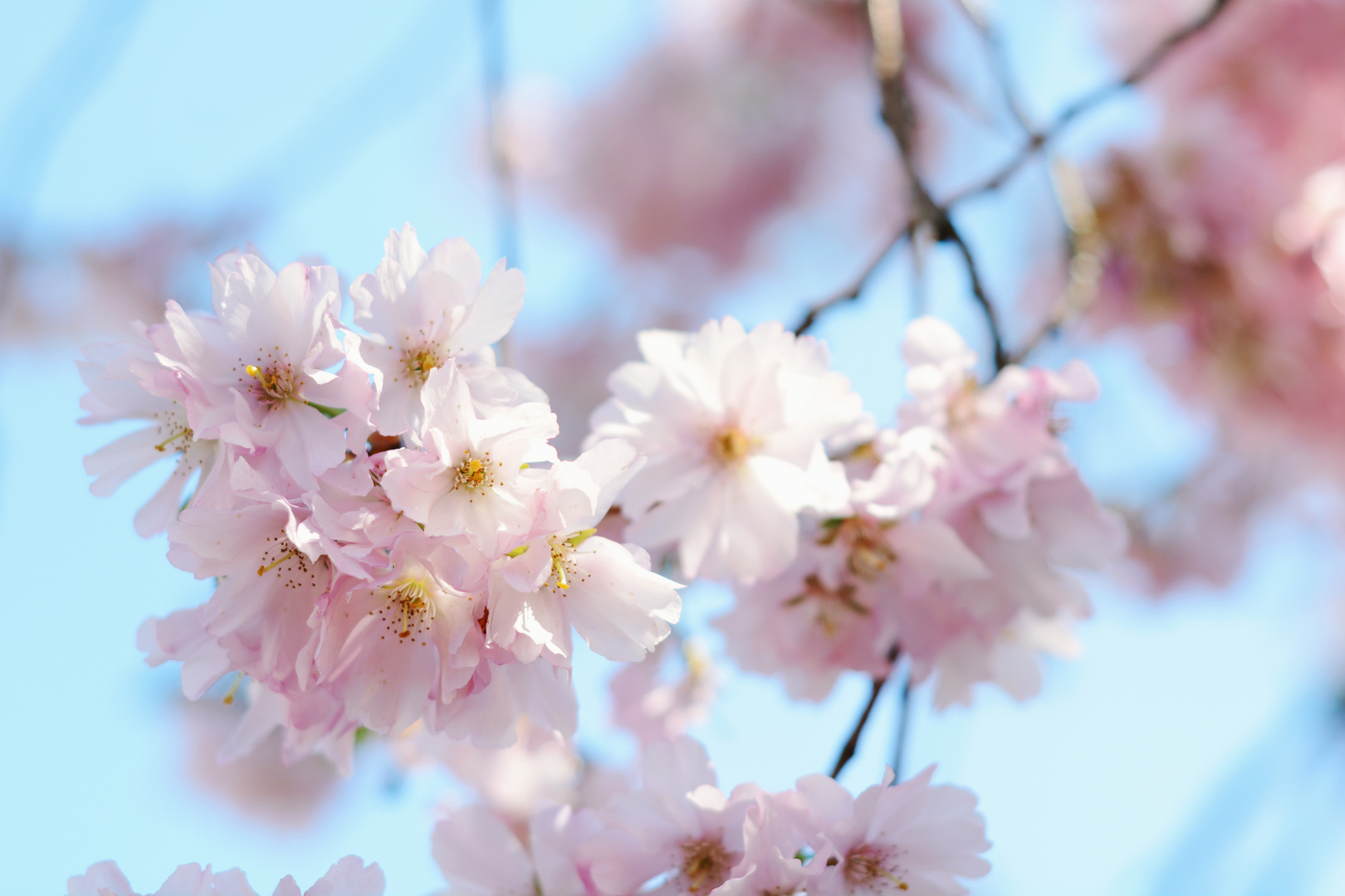 Kirschblüten Foto & Bild baum, frühling, himmel Bilder auf