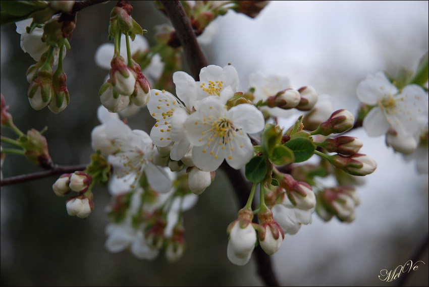 Kirschblüten