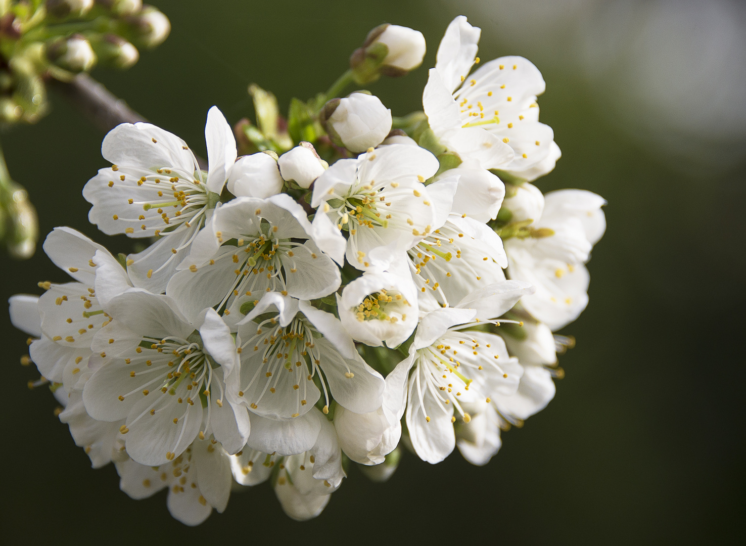 Kirschblüten