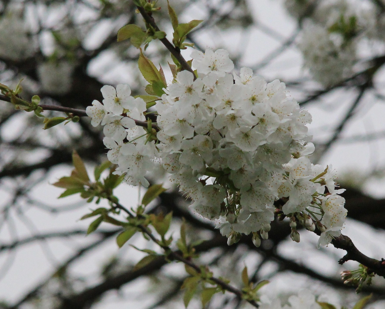 Kirschblüten