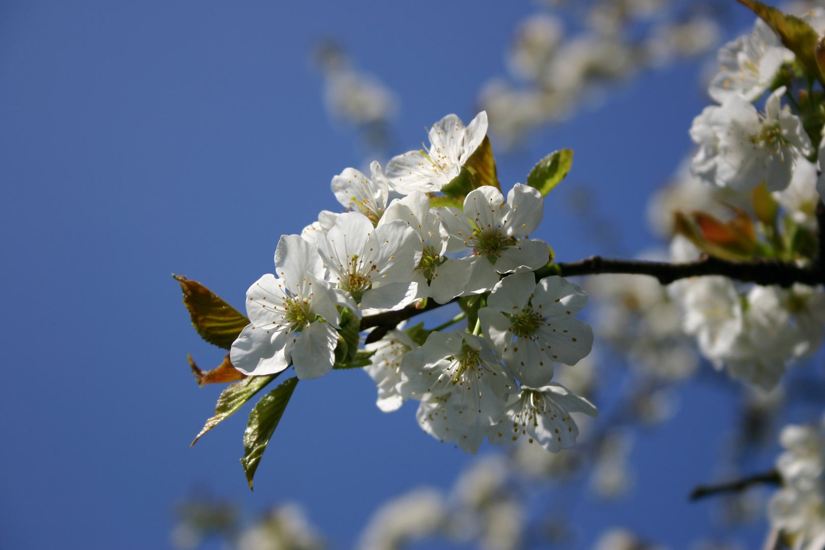 Kirschblüten