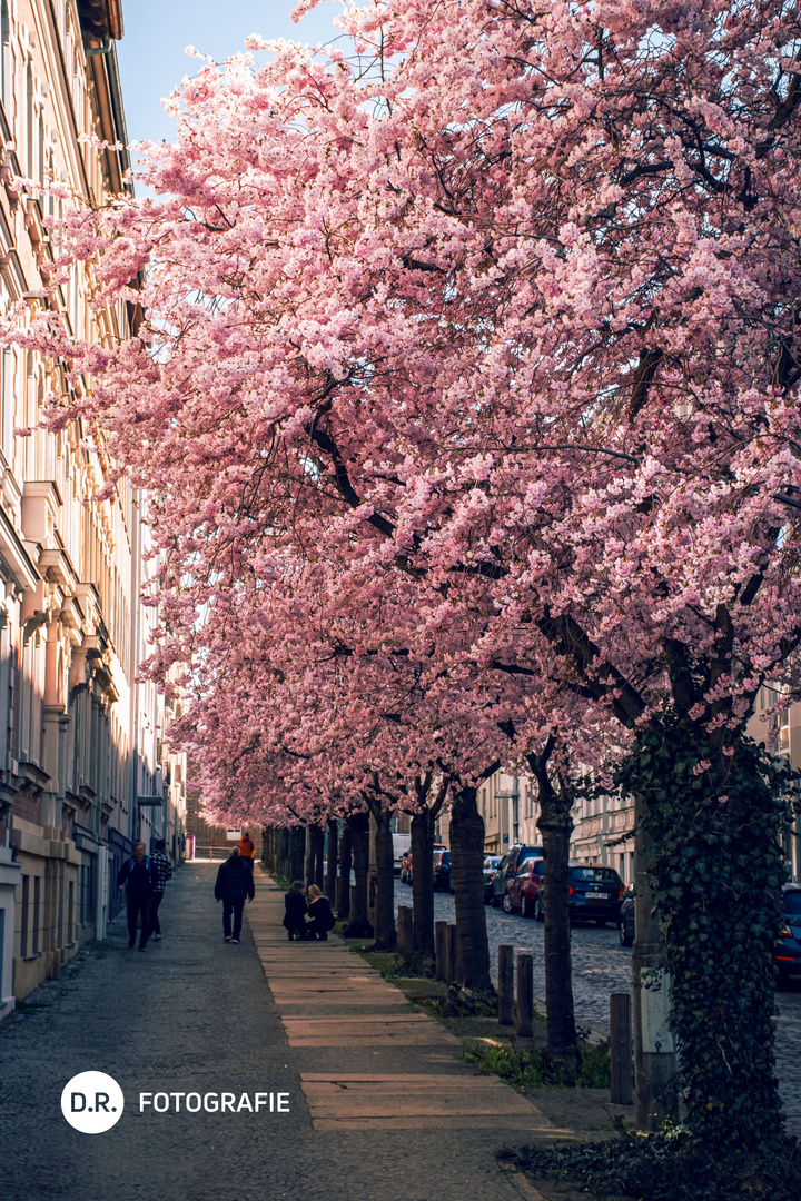 Kirschblüten