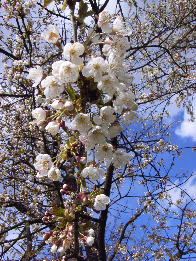 Kirschblüten