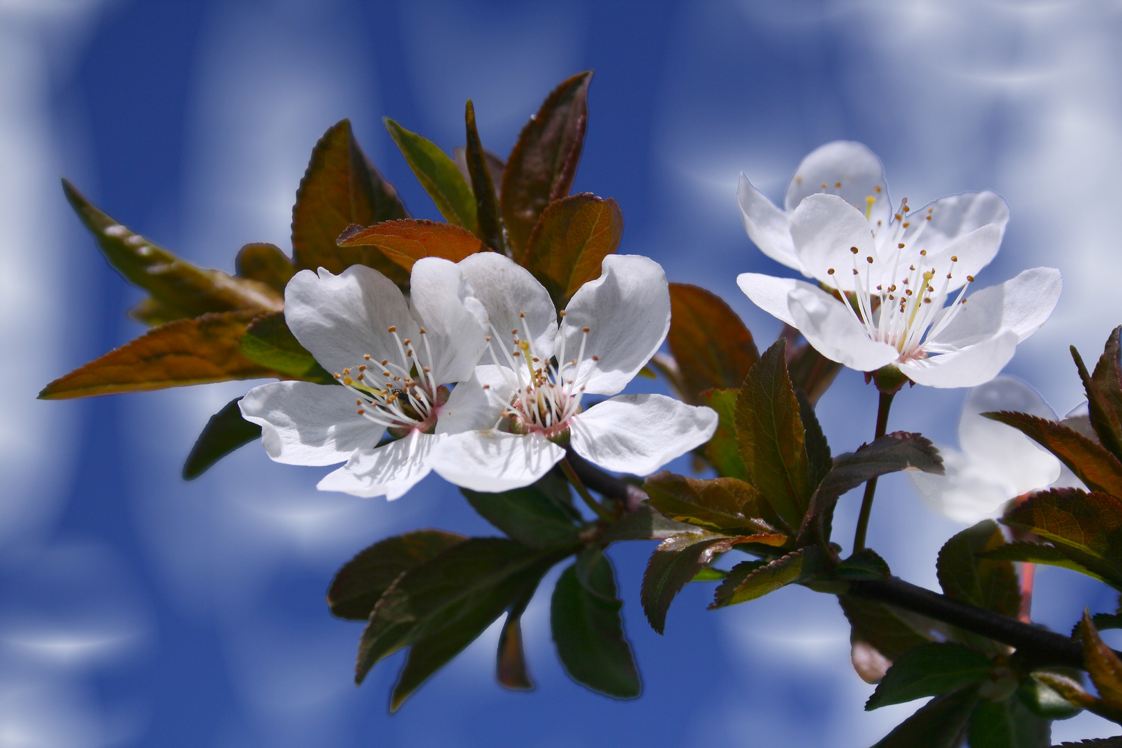 Kirschblüten