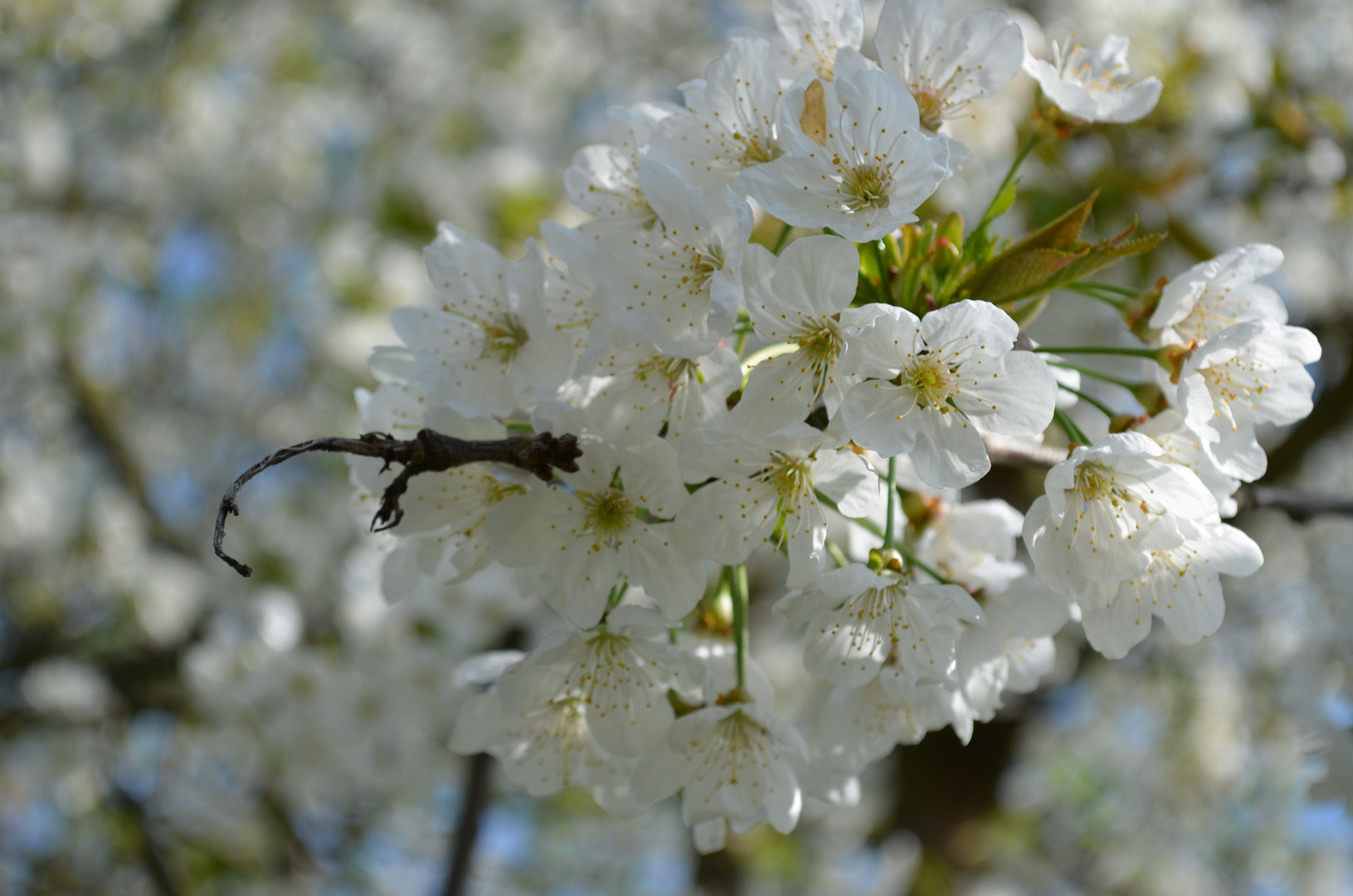 Kirschblüten