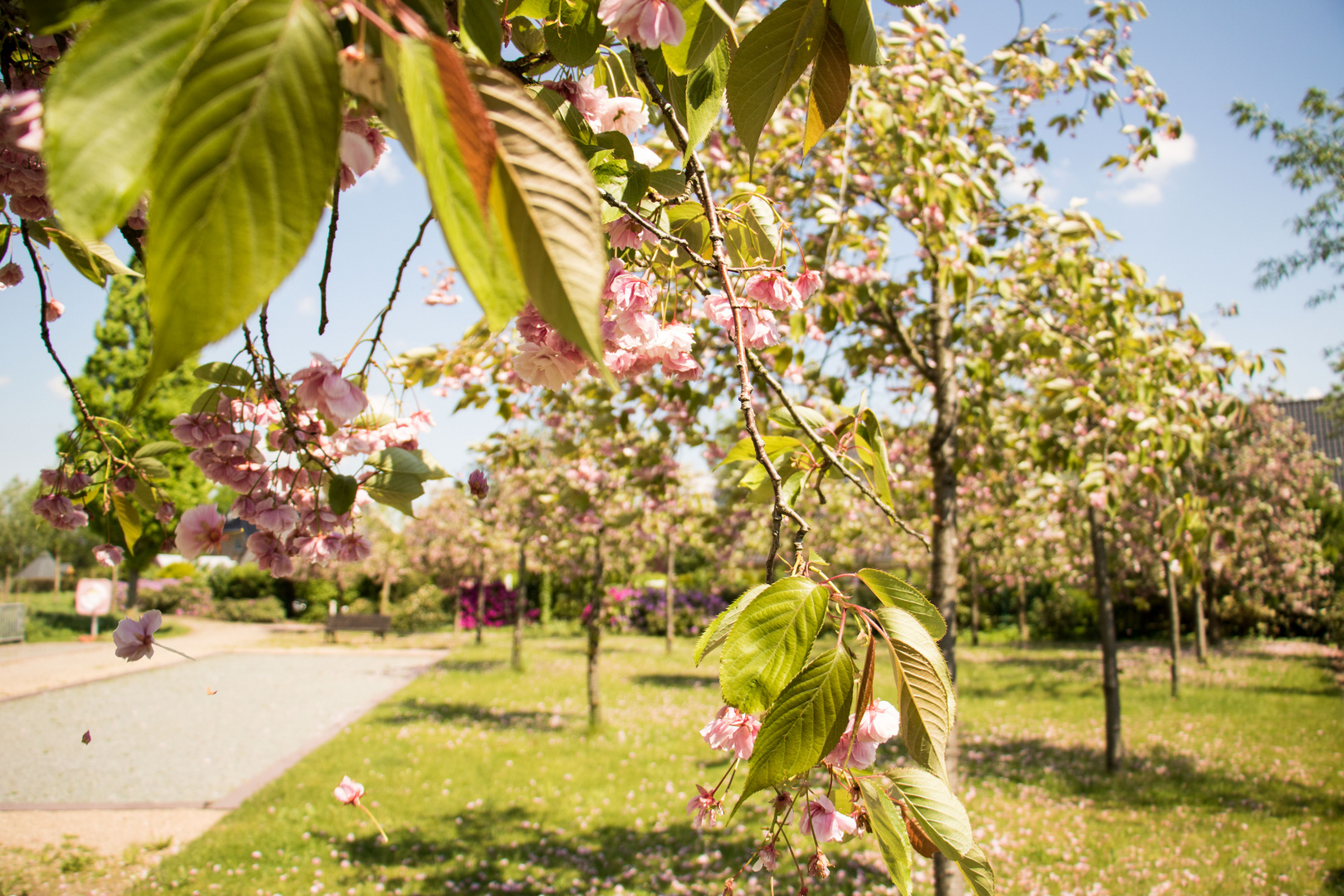 Kirschblüten fallen