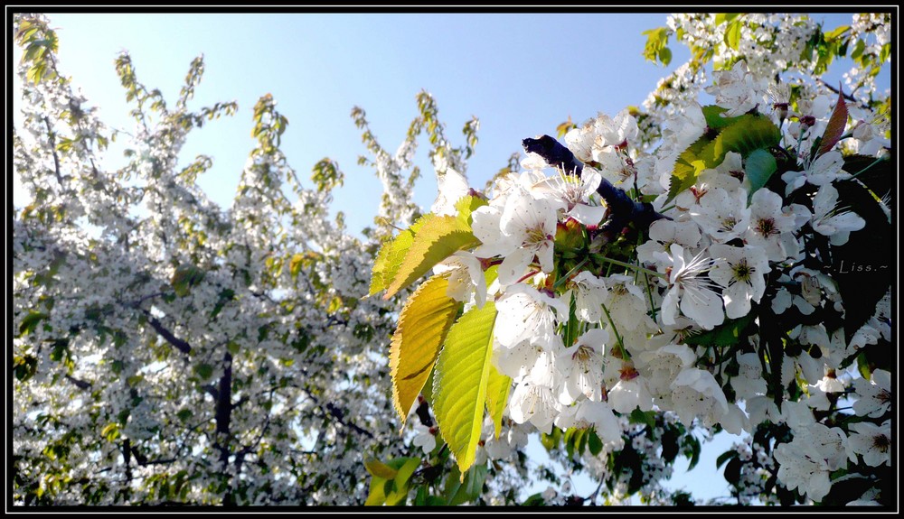 ~. Kirschblüten .~ (Farbe)