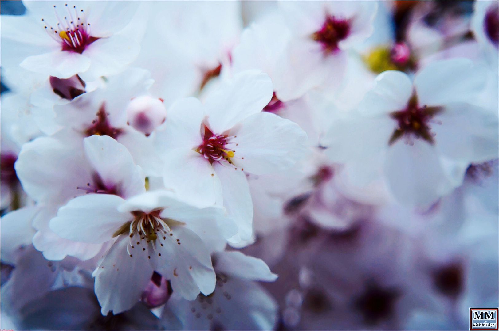 Kirschblüten