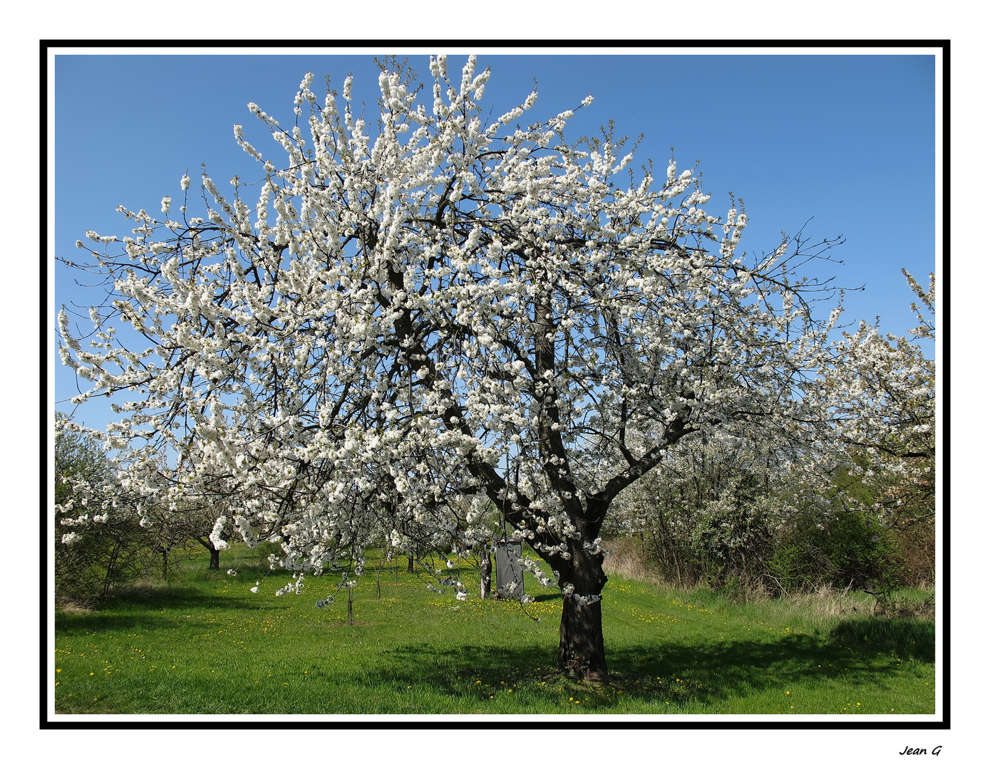 Kirschblüten