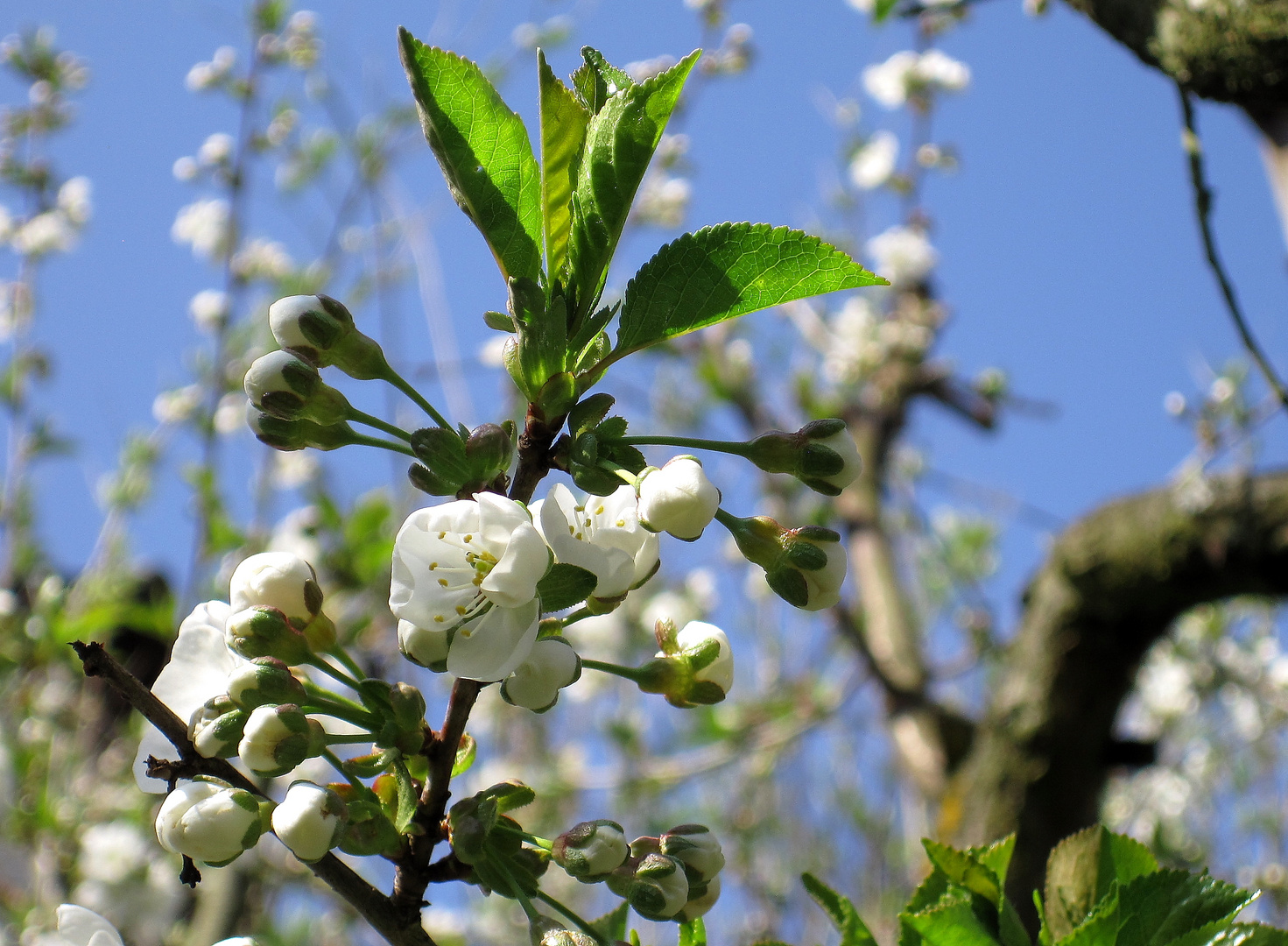 Kirschblüten