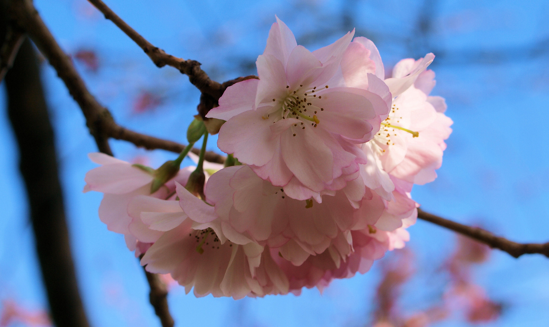 Kirschblüten....