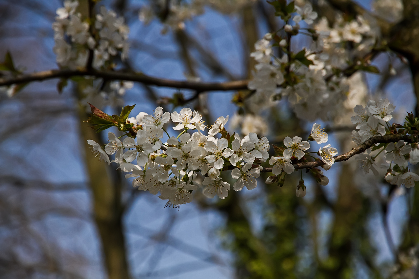 Kirschblüten