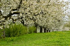 Kirschblüten-Fest