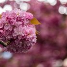 Kirschblüten fest in Bonn