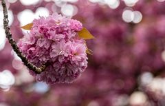 Kirschblüten fest in Bonn