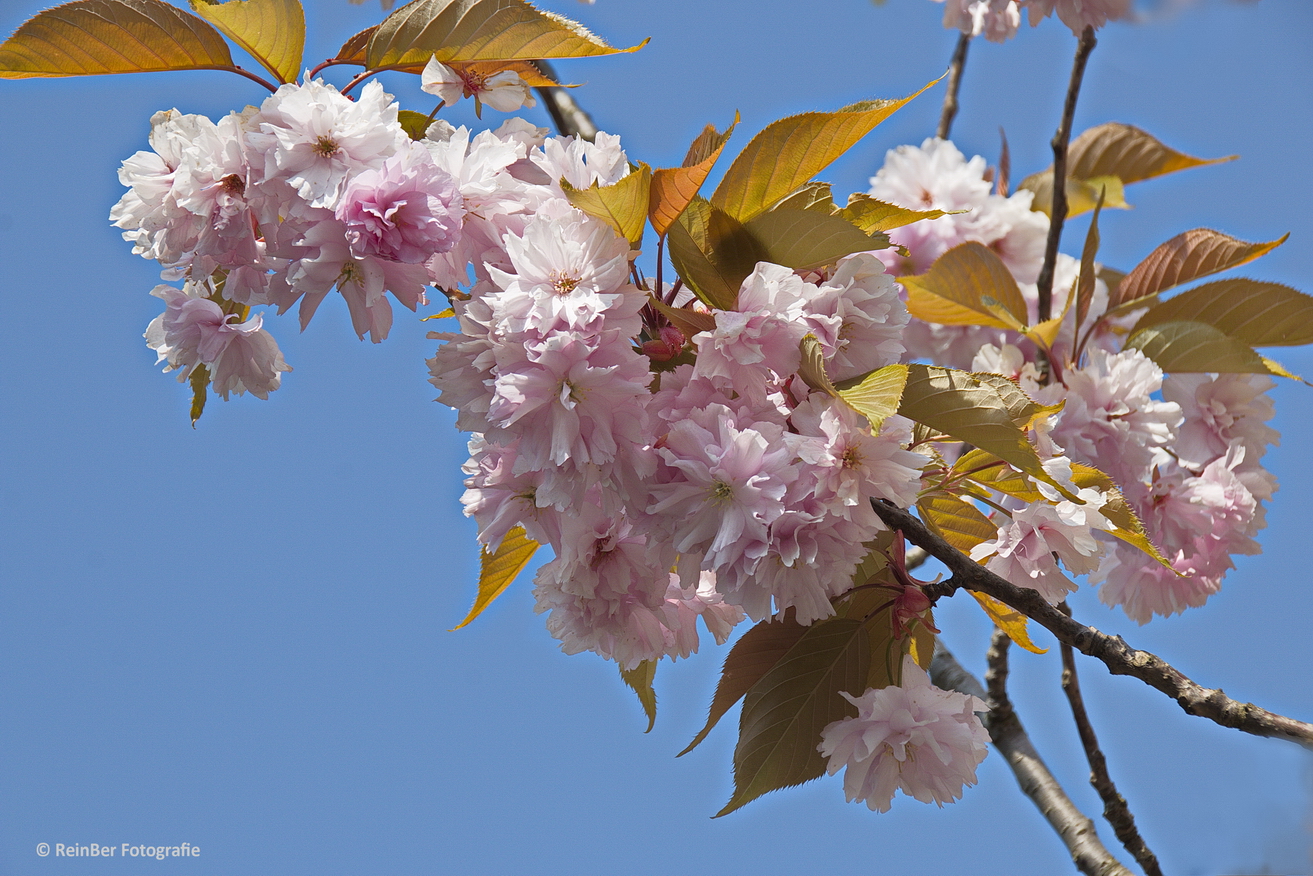 Kirschblüten