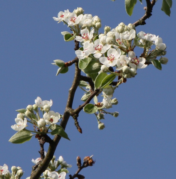 Kirschblüten