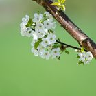 Kirschblüten Frühling i HH