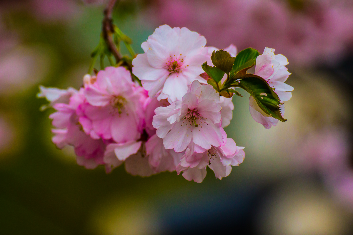 Kirschblüten "Gärten der Welt"