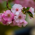 Kirschblüten "Gärten der Welt"