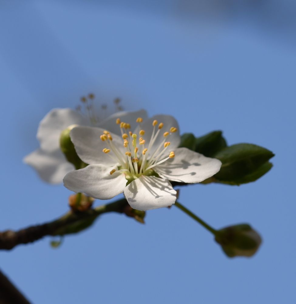 Kirschblüten ganz nah