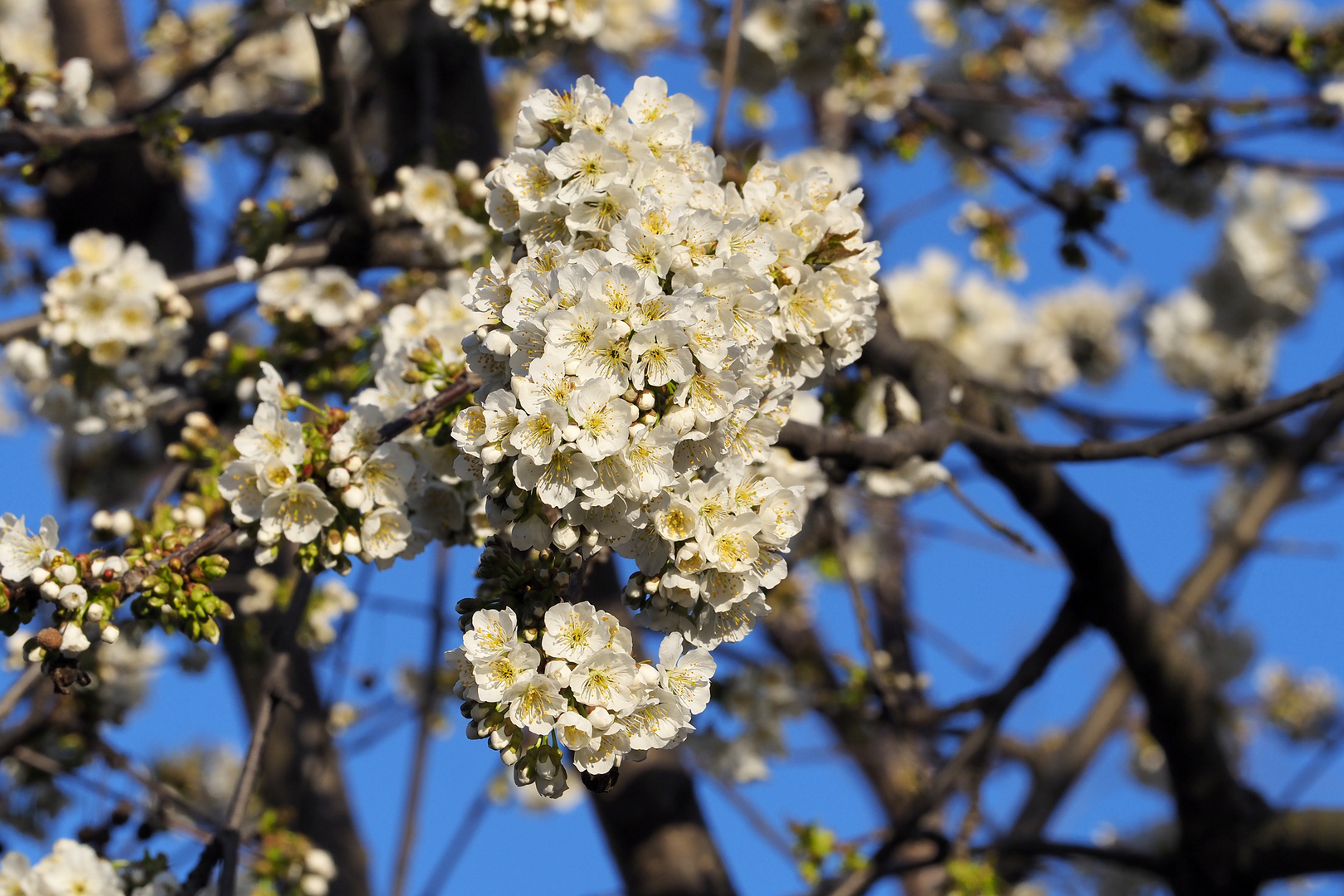 Kirschblüten  gut 2