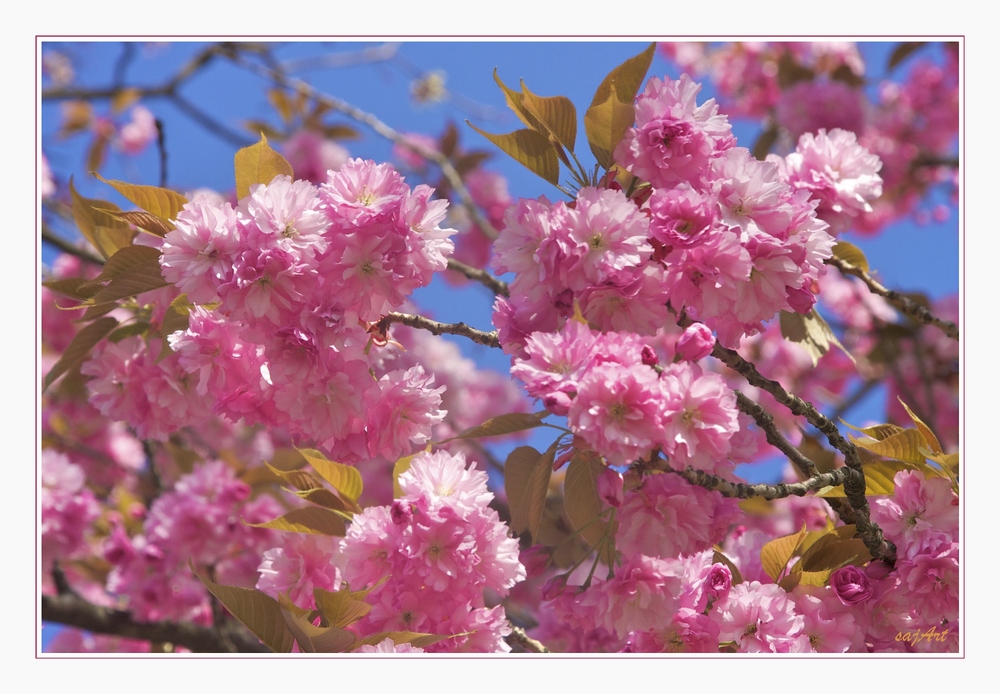 KIRSCHBLÜTEN HANAMI