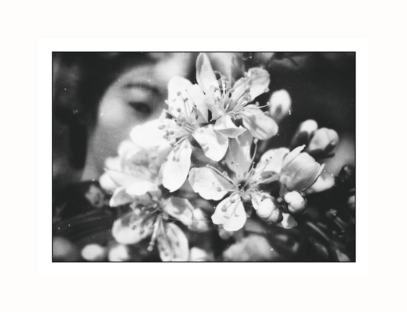 Kirschblüten Hanami