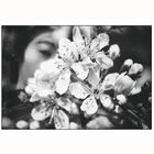 Kirschblüten Hanami