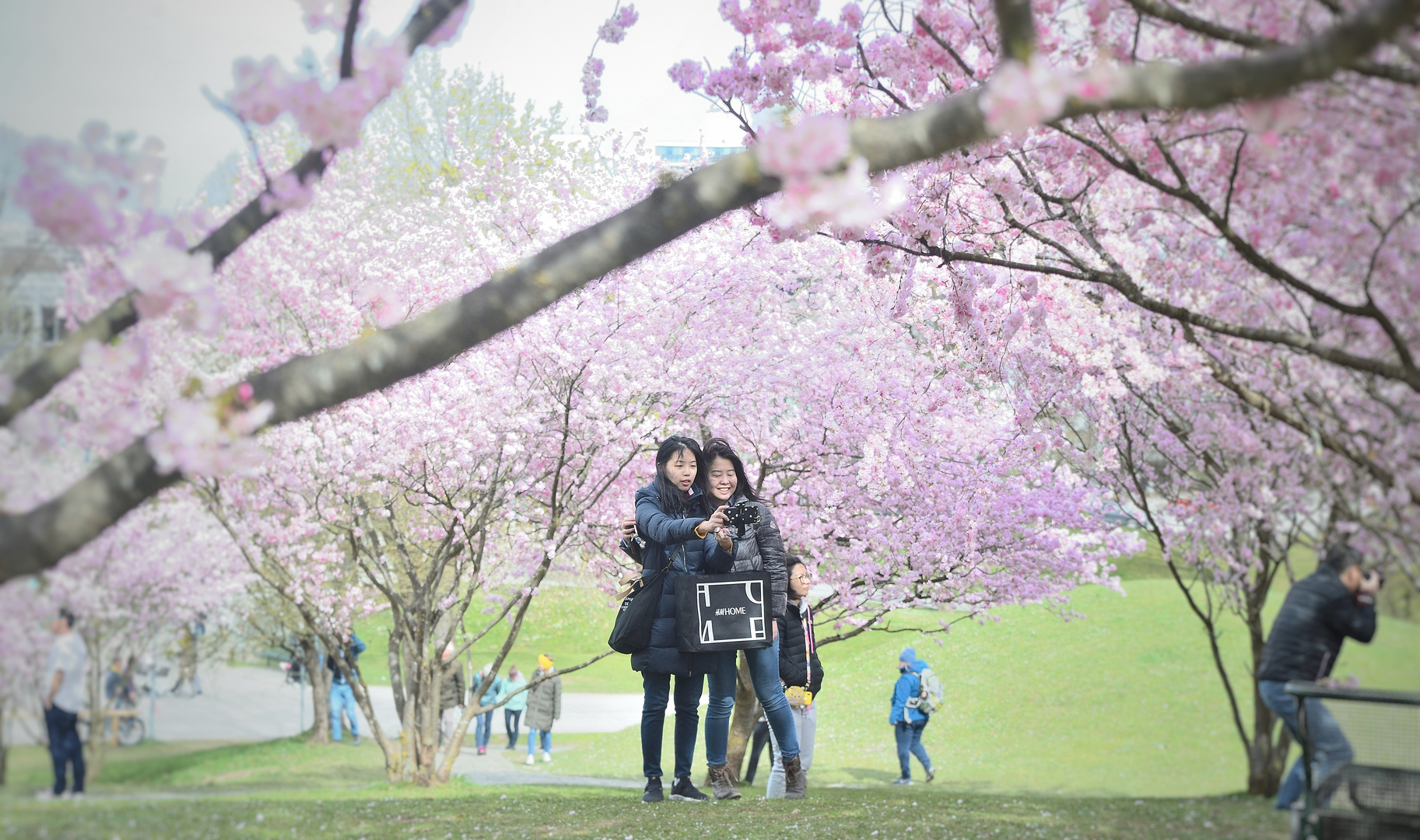 Kirschblüten Hanami