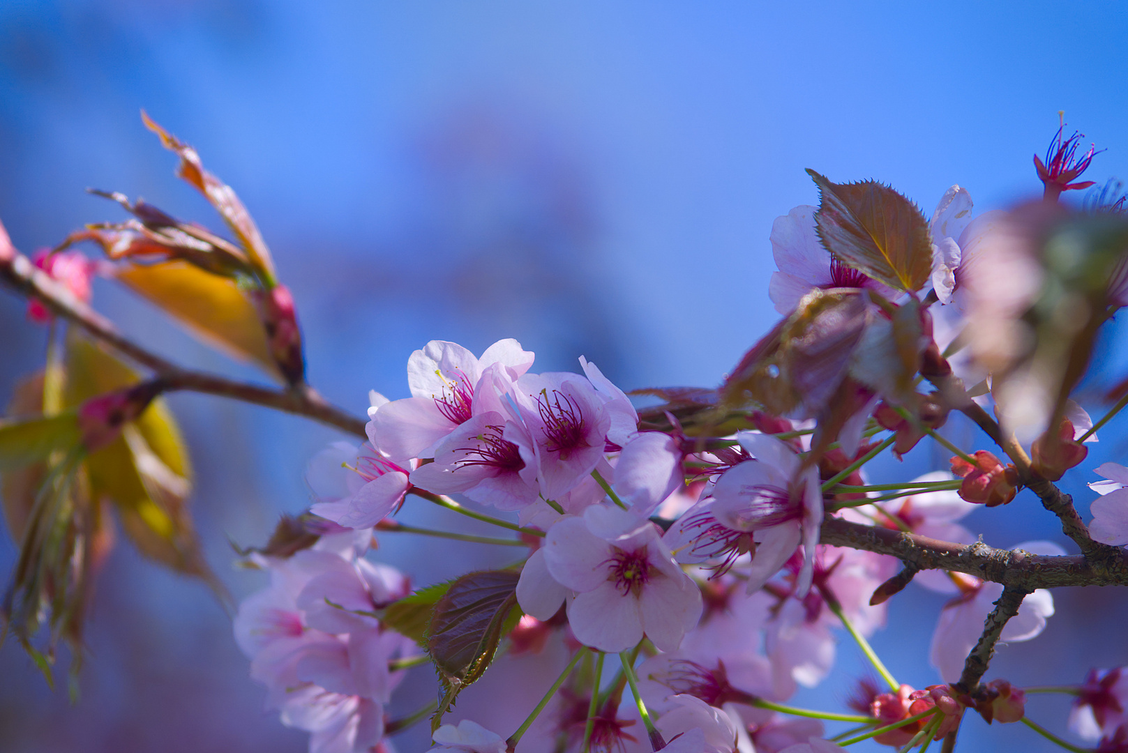 Kirschblüten-Hanami