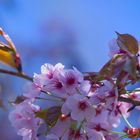 Kirschblüten-Hanami