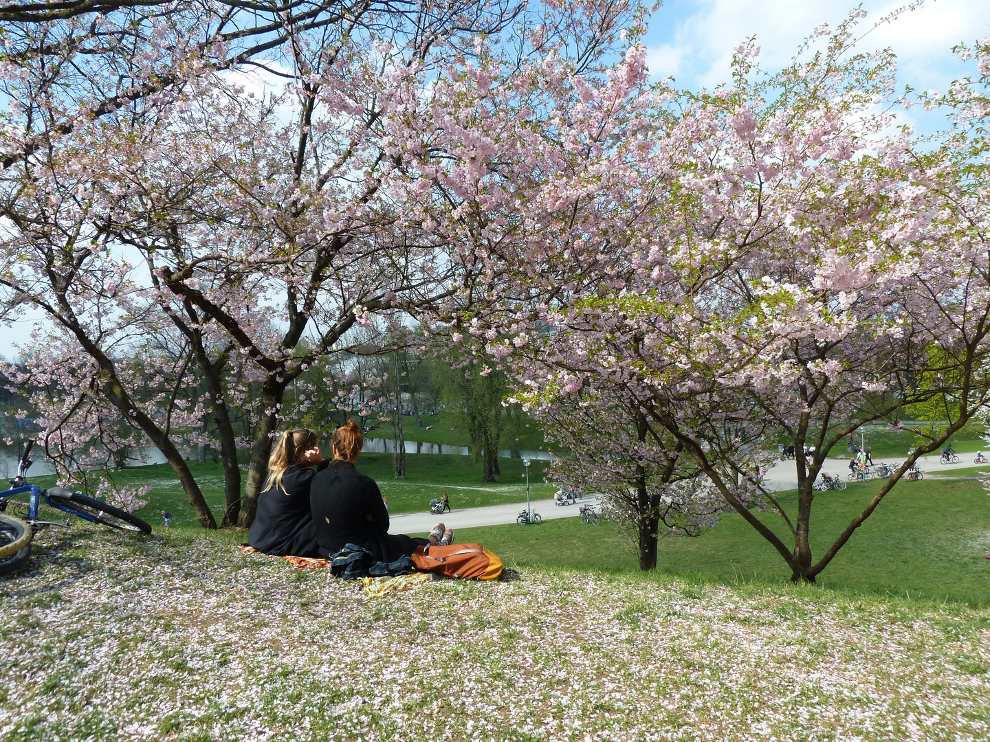 KirschblütenHanami Foto & Bild münchen, olympiapark, dokumentation Bilder auf