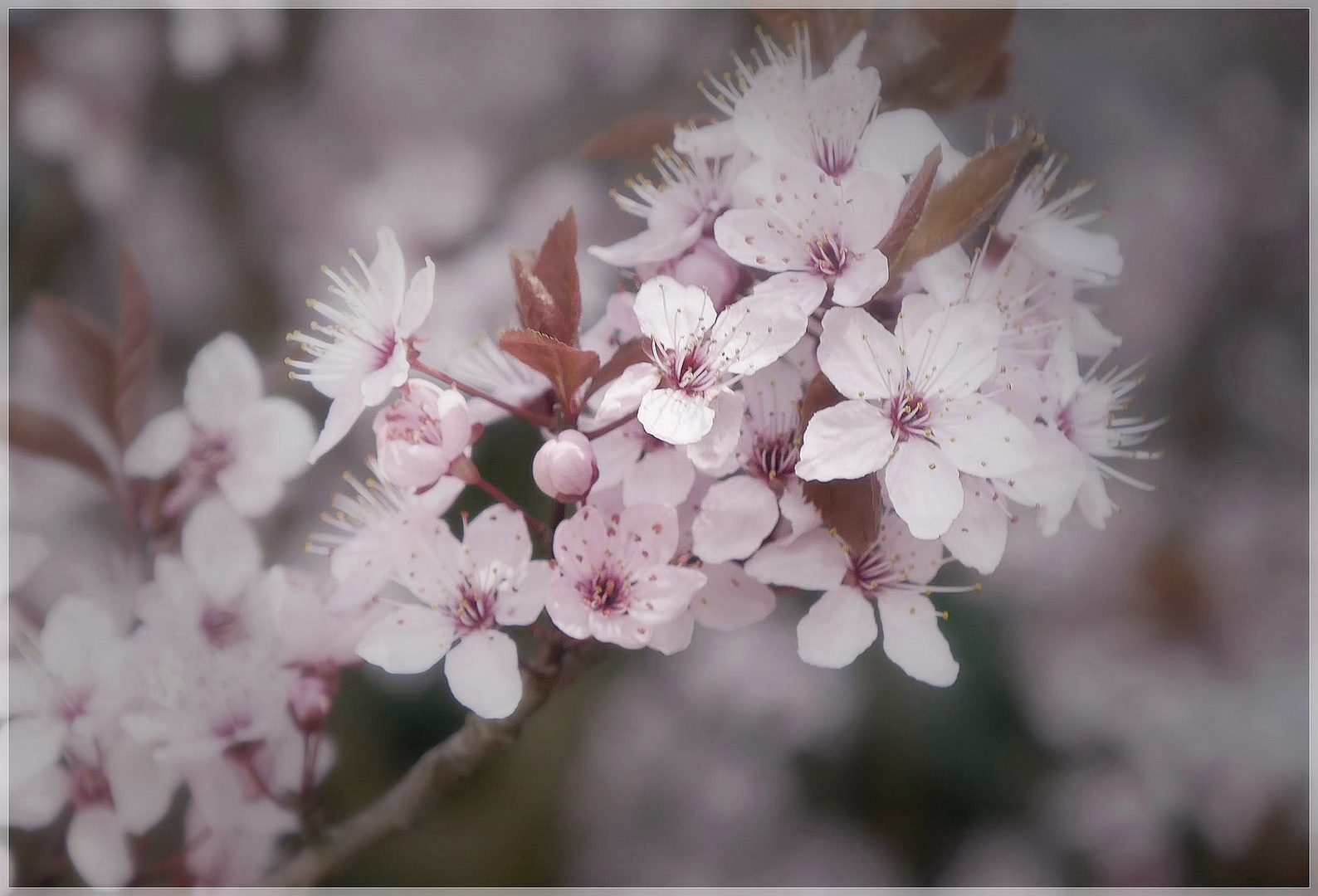 Kirschblüten Hanami