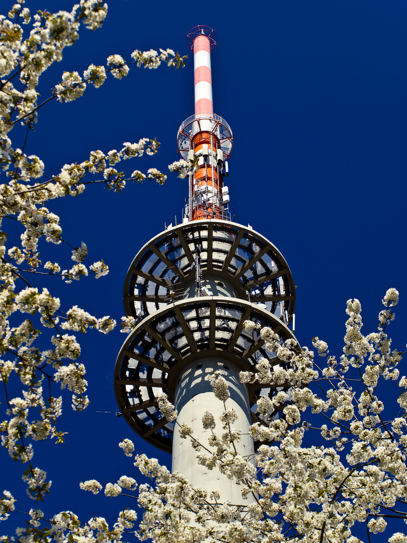 Kirschblüten Hanami meets Fernsehturm