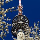 Kirschblüten Hanami meets Fernsehturm